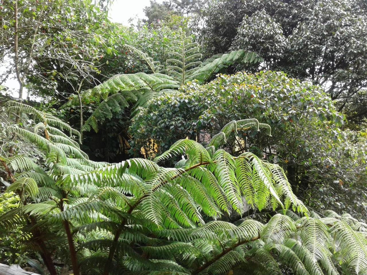 King Fern Cottage Nuwara Eliya Eksteriør billede
